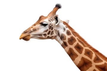 Gordijnen close-up side view of a giraffe head, isolated © FP Creative Stock