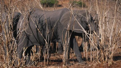African wild elephant stands in thicket and eats branches of a bush using its trunk. Safari in savannah of national park in drought season