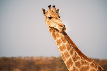 Portrait of giraffe in funny pose, near Galton Gate, Etosha National Park, Namibia - obrazy, fototapety, plakaty
