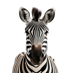 zebra on transparent background PNG image - obrazy, fototapety, plakaty