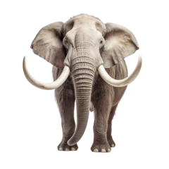Foto op Aluminium elephant on transparent background PNG image © Png Store x munawer