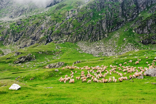 sheep herd on the grassy alpine meadow with rocks and boulders. cloudy weather in summer. fagaras mountains, romania