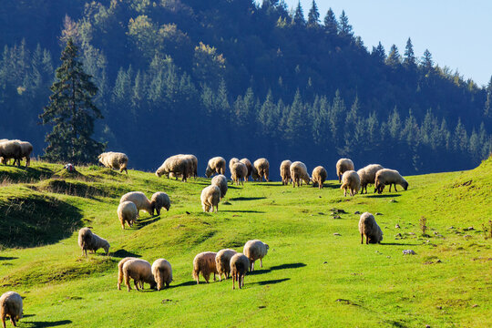 flock of sheep grazing on the steep grassy hill. beautiful nature scenery on a sunny day in autumn. bihor county, romania