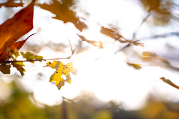 Herbstlaub im Sonnenlicht, verträumt