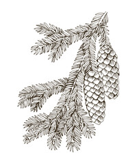 Hand drawn siberian fir tree branch - obrazy, fototapety, plakaty