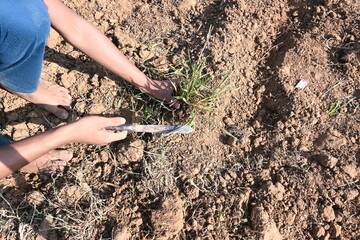 Farmer removes weeds from the field. Soil preparation for planting. The farmer preparing the garden. Agriculture activity.
