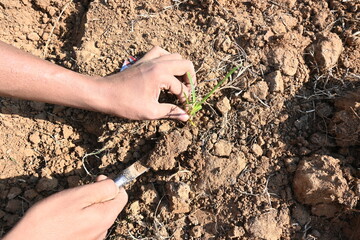 Farmer removes weeds from the field. Soil preparation for planting. The farmer preparing the garden. Agriculture activity.
