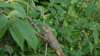 Chameleons on the tree. It is a reptile animal. It is an animal of the  Chamaeleonidae family. Its other name chamaeleons. This animal is master at changing colors.