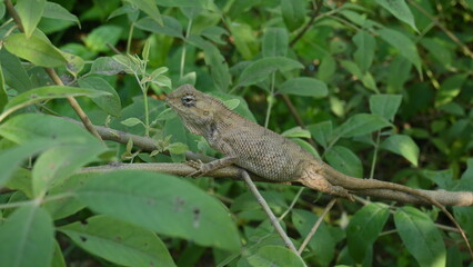 Chameleons on the tree. It is a reptile animal. It is an animal of the  Chamaeleonidae family. Its other name chamaeleons. This animal is master at changing colors.
