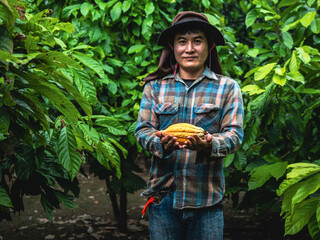 agriculture yellow ripe cacao pods in the hands of a boy farmer, harvested in a cocoa plantation