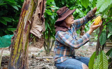Cocoa farmer use pruning shears to cut the cocoa pods or fruit ripe yellow cacao from the cacao...