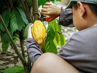Cocoa farmer use pruning shears to cut the cocoa pods or fruit ripe yellow cacao from the cacao...