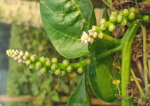 Basella Rubra in a vegetable garden, Malabar Spinach, Ceylon Spinach, Indian Spinach, Malabar Nightshade, Vine Spinach (Basellaceae), close-up shot