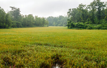 Fototapeta premium Rice fields with rice grains near being harvested with mist and soft sunlight in the morning.Farm paddy and agriculture concept.