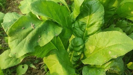 green leaves in the garden