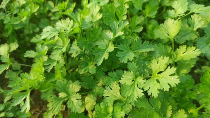 Coriander leaves in vegetables garden for health, food and agriculture concept design. Organic coriander leaves background.