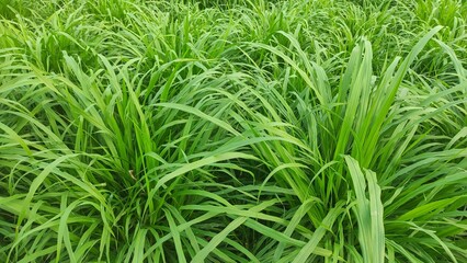 Obraz premium Panoramic view of overgrown green grass Isolated from white background with clipping path.. high green grass, background