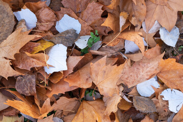 Colorful and bright background made of fallen autumn leaves.White leaves stand out from the rest