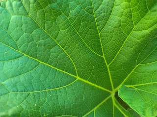 background texture green leaf structure macro photography.