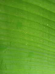 Banana leaf micro photography in the garden.