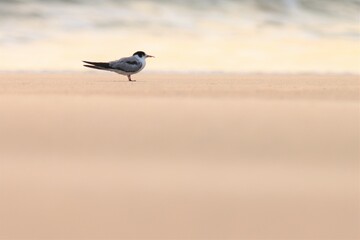 Tern standing on the beach. White bird.