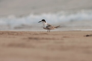 Tern standing on the beach. White bird.