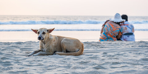 homeless sad red dog lies on a sandy beach near the ocean, a homosexual couple of people sits nearby