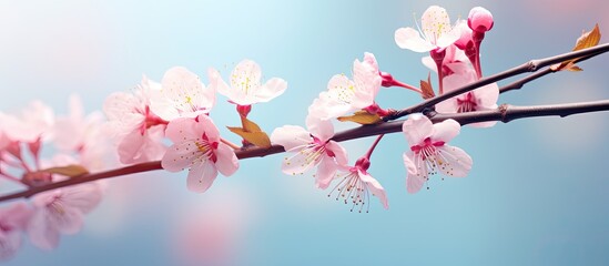 Expressive image of spring nature with pink flowers on cherry tree branch on pastel blue background