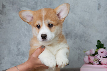 the hands of the hostess hold a cute Welsh corgi puppy on a gray background, studio shooting