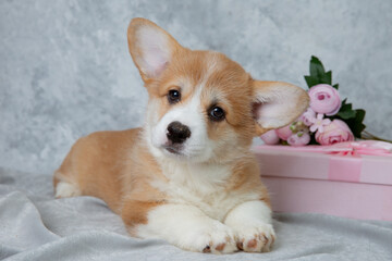 cute welsh corgi puppy with flowers and gift box on gray background, calendar, cute pet