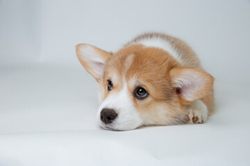 cute welsh corgi puppy sad lying on a white background, cute pet