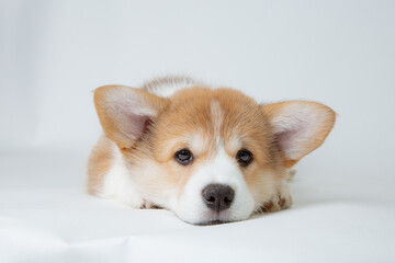 cute welsh corgi puppy sad lying on a white background, cute pet