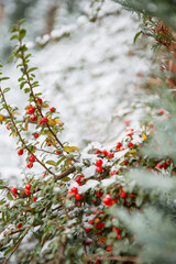 background of red berries in snow