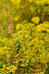 Rock stonecrop Angelina flowers