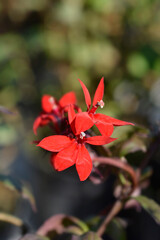 Lobelia Starship Scarlet flowers - obrazy, fototapety, plakaty
