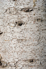 Deodar cedar bark detail