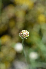 White scabious flower bud