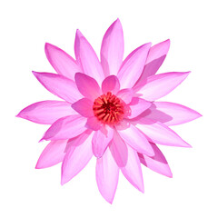 Lotus flower / transparebnt background