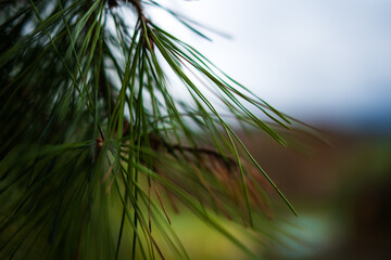 Evergreen pine needles on a branch in a forest. Close up shot, shallow depth of field, no people