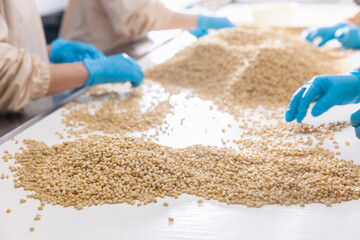 Manual controls quality of pine nuts on production line. Industrial factory of organic food cedar cones