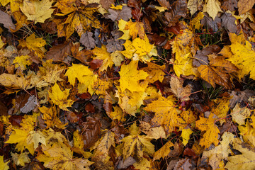 Variety of autumn leaves on a forest floor. Top view, no people