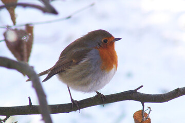 Fluffy Robin on a branch with snow in the background