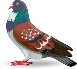 Vector illustration of a pigeon