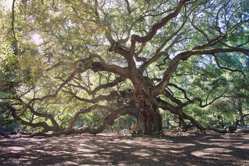Obraz premium Angel Oak Tree