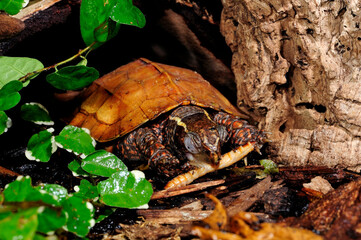 Black-breasted leaf turtle // Chinesische Zacken-Erdschildkröte (Geoemyda spengleri) 