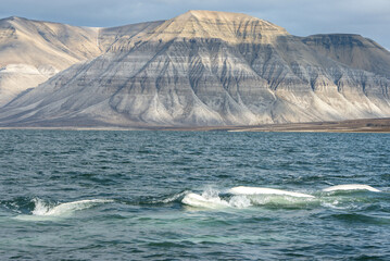 Umrundung Spitzbergen mit dem Segelschiff