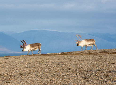 Umrundung Spitzbergen mit dem Segelschiff