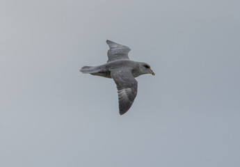 Umrundung Spitzbergen mit dem Segelschiff