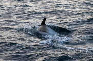 Obraz premium Umrundung Spitzbergen mit dem Segelschiff