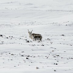 Umrundung Spitzbergen mit dem Segelschiff